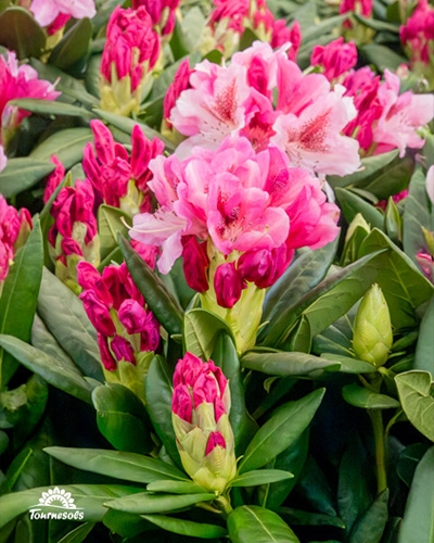 Nos rhododendrons en jardinerie, une explosion de couleurs en promotion durant le mois d'avril